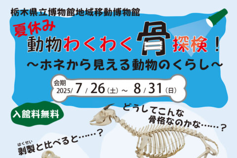 佐野市郷土博物館「夏休み　動物わくわく骨探検！～ホネから見える動物のくらし～」開催