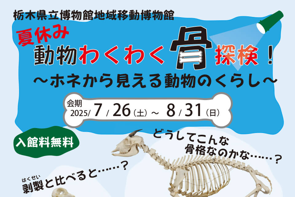 佐野市郷土博物館「夏休み 動物わくわく骨探検!~ホネから見える動物のくらし~」開催