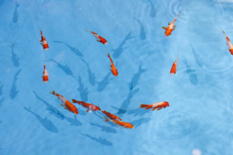 佐野観賞魚株式会社