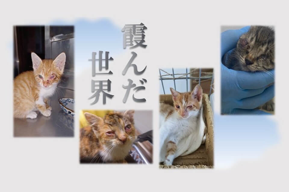 『「保護猫活動の現実」～小さな命のさけび～ねこ愛sanoプラス写真展』開催